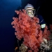 coral_soft_dae_ni_v_0804_egy2844.jpg